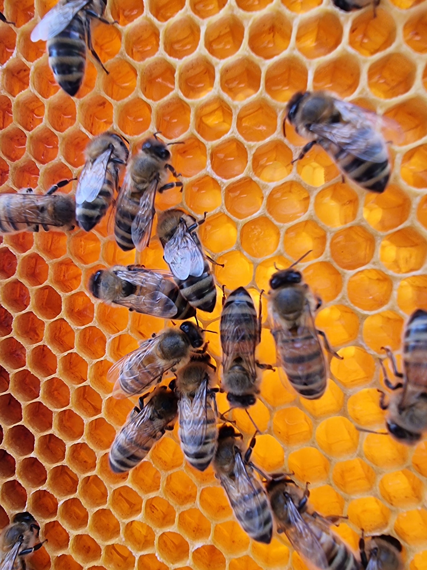Honigbienen arbeiten auf einer frischen Honigwabe mit gefüllten Wabenzellen.