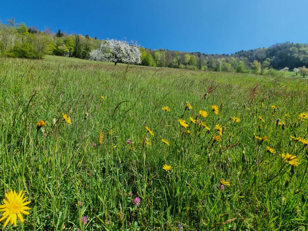 Blütenreiche Wiese im Bayerischen Wald mit Löwenzahn und Wildblumen – Herkunftsgebiet der Honigwanderer Honige.