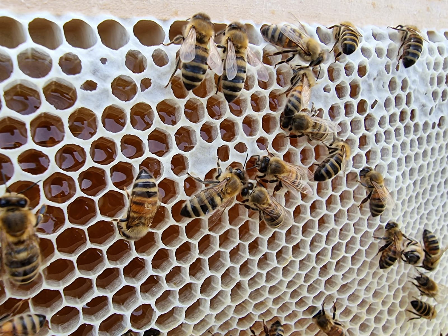 Bienen arbeiten auf geöffneten Wabenzellen und füllen frischen Honig ein – Einblick in die Herstellung der Honigwanderer Honige.
