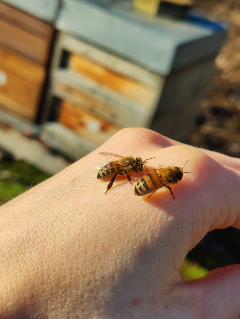 Zwei Honigbienen auf der Hand eines Imkers – Symbol für den achtsamen Umgang mit Bienen in der Imkerei mit der Goldnote im Bayerischen Wald.