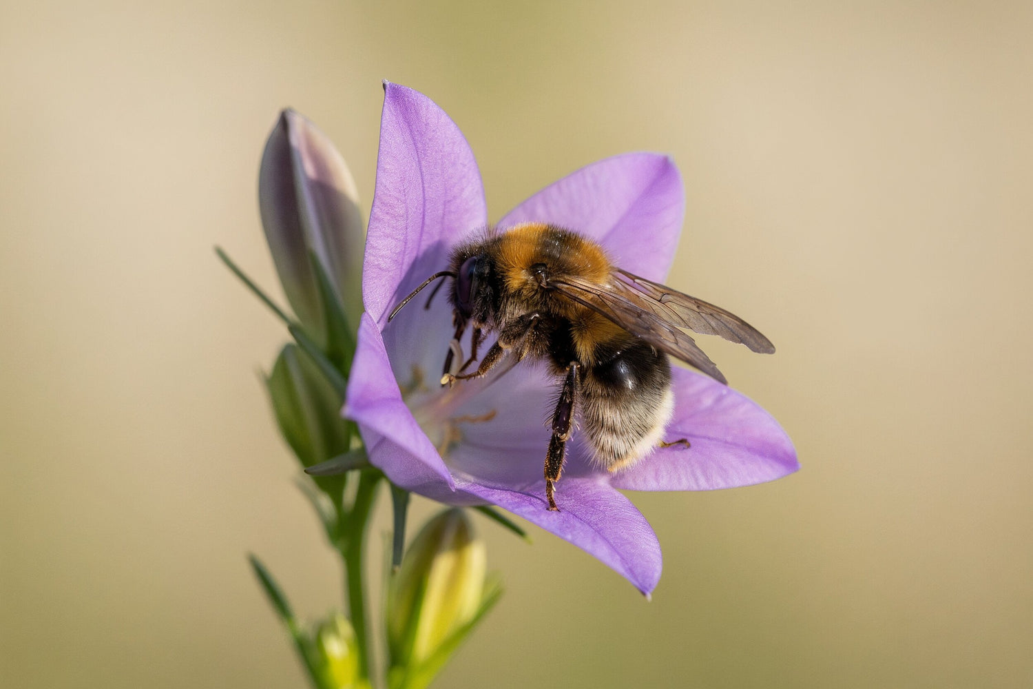 Wildbiene auf einer violetten Glockenblume – Symbol für Artenvielfalt und den Schutz heimischer Bestäuber im Rahmen der Bienenpatenschaften der Imkerei mit der Goldnote.